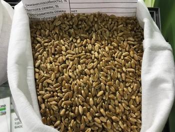Мягкая яровая пшеница линия F04-14