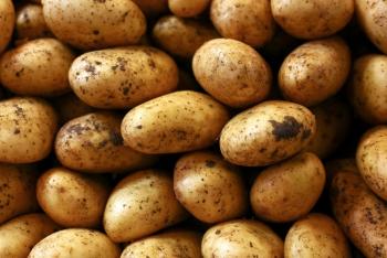 Принимаем заявки на будующий урожай картофеля
