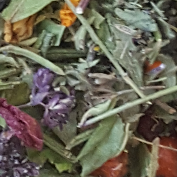 Манжетка (сушёный лист с цветами)