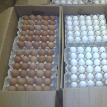 Яйцо столовое куриное, 360 шт. короб, производство Республика Беларусь