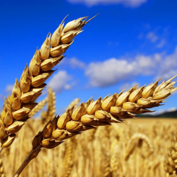 Закупаем пшеницу 3,4,5 класса в любых объемах вывозим Ж/д и авто