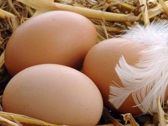 Яйца куриные от молодок