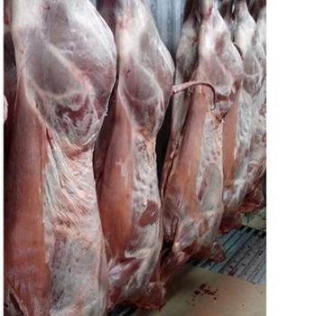 Алтайский меринос