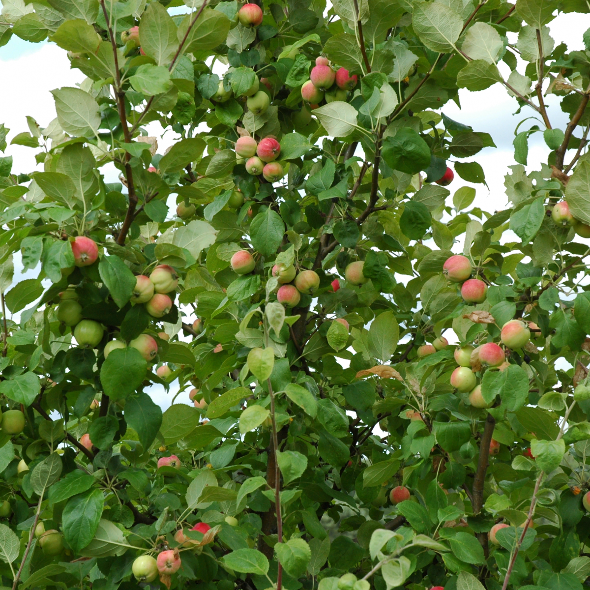 Райские яблочки 5. Райские яблочки куст. Райские яблочки ягода. Абинск Райские яблочки. Райские яблочки Теберда.