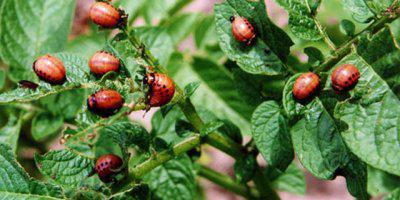ТВОЙПРОДУКТ: Российские ученые прогнозируют уменьшение количества колорадского жука