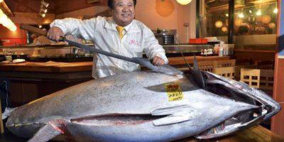 ТВОЙПРОДУКТ: Тунец-великан был продан на днях на рынке в Токио