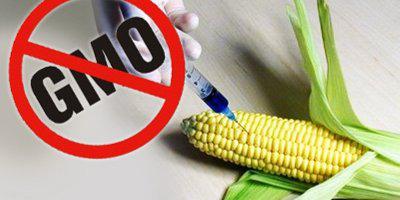ТВОЙПРОДУКТ: Германия отказалась выращивать ГМО-растения