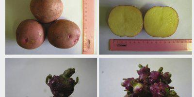 ТВОЙПРОДУКТ: Новый сорт картофеля из Татарстана