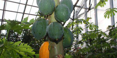 ТВОЙПРОДУКТ: Ботанический сад Перми подарил горожанам ананасы и гранаты