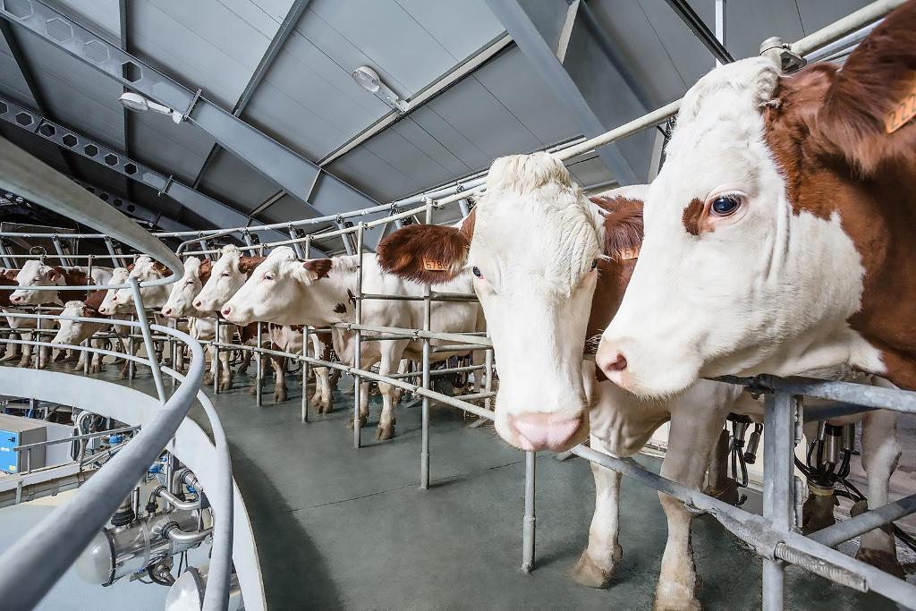 Новости ТВОЙПРОДУКТ: 20 молочных ферм открыли в Подмосковье за 5 лет