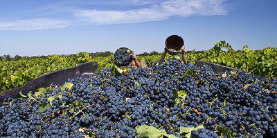 ТВОЙПРОДУКТ: Больше всего собрал винограда в 2016 году Краснодарский край