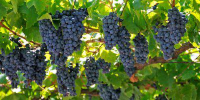 ТВОЙПРОДУКТ: Самый северный виноград