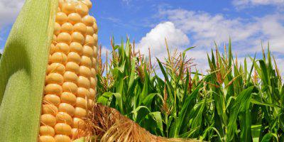 ТВОЙПРОДУКТ: В России планируется увеличить производство кукурузного зерна