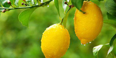 ТВОЙПРОДУКТ: Диковинный лимон