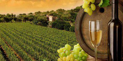 ТВОЙПРОДУКТ: Кубань получила патент на новый способ изготовления игристого вина
