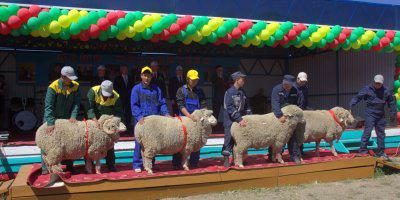 ТВОЙПРОДУКТ: Астраханская область готовится к выставке племенных овец