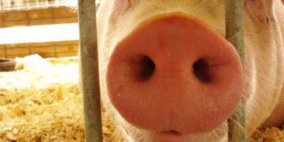 ТВОЙПРОДУКТ: Новое средство сможет устранить неприятные запахи на свинофермах