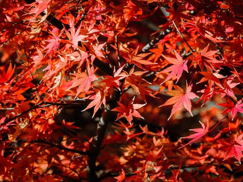 ТВОЙПРОДУКТ: Японская осень