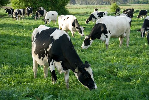 Новости ТВОЙПРОДУКТ: Бельгия отправила в Россию крупную партию элитных мясных коров
