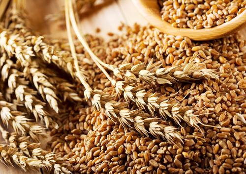 Новости ТВОЙПРОДУКТ: Цены на пшеницу растут впервые с середины октября