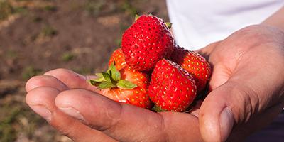 ТВОЙПРОДУКТ: Как в Нижегородской области выращивают гектары ягод