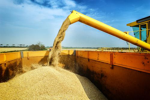 Новости ТВОЙПРОДУКТ: Экспортные цены на пшеницу выросли до максимального уровня в сезоне