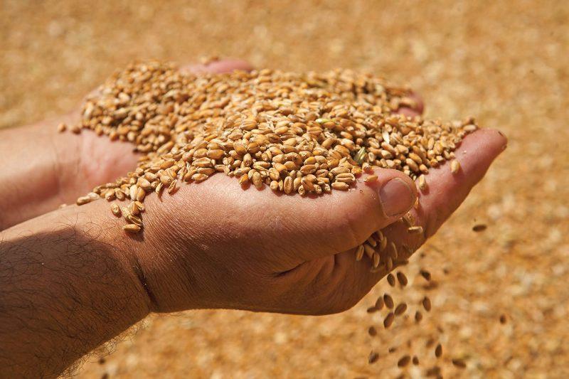 Новости ТВОЙПРОДУКТ: Глубокая переработка зерна и промышленная биотехнология –   в центре внимания на форуме «Грэйнтек-2019»