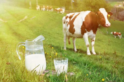 Новости ТВОЙПРОДУКТ: Государство расширит меры поддержки молочной отрасли в 2019 году