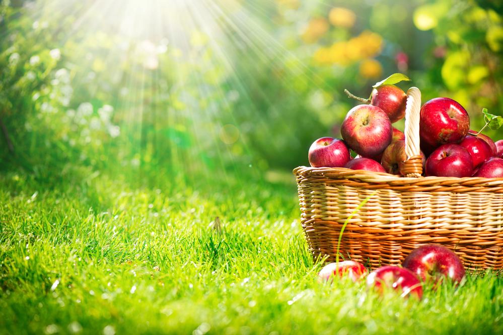 Новости ТВОЙПРОДУКТ: Минсельхоз ожидает увеличения производства овощей, плодов и ягод в 2019 году