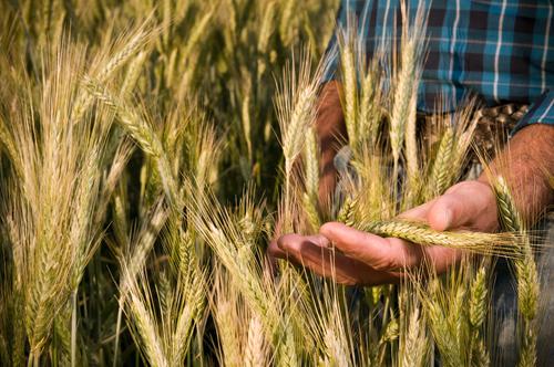 Новости ТВОЙПРОДУКТ: Минсельхоз повысил прогноз по экспорту зерна в текущем сельхозгоду до 42 млн тонн