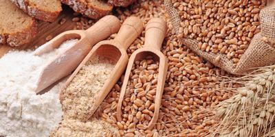 Новости ТВОЙПРОДУКТ: Мировой прогноз урожая пшеницы эксперты опять понизили