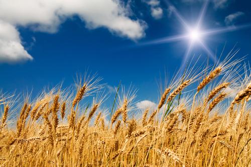 Новости ТВОЙПРОДУКТ: На 21 сентября собрано 93,9 млн тонн зерна