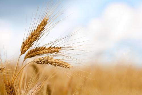 Новости ТВОЙПРОДУКТ: На 31 октября собрано 113,6 млн тонн зерна