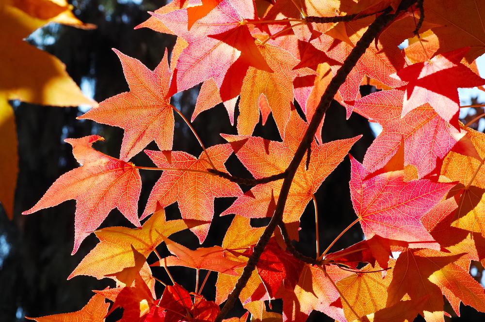 ТВОЙПРОДУКТ: Осень. Время жарить листья