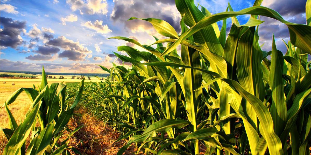 Новости ТВОЙПРОДУКТ: Посевные площади кукурузы планируют увеличить в Подмосковье до 2024 года