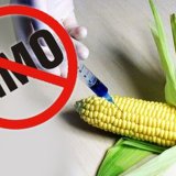 Германия отказалась выращивать ГМО-растения
