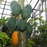 Ботанический сад Перми подарил горожанам ананасы и гранаты