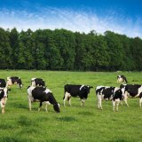 В Калужской области появилась новая молочная ферма