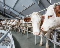 20 молочных ферм открыли в Подмосковье за 5 лет