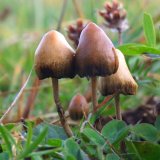 Выявлены полезные свойства галлюциногенных грибов в медицине