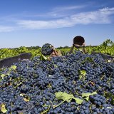 Больше всего собрал винограда в 2016 году Краснодарский край