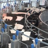 В Коми запущена молочная ферма по новейшим меркам