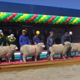 Астраханская область готовится к выставке племенных овец