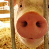 Новое средство сможет устранить неприятные запахи на свинофермах
