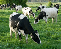 Бельгия отправила в Россию крупную партию элитных мясных коров