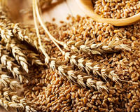 Цены на пшеницу растут впервые с середины октября