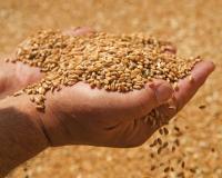 Глубокая переработка зерна и промышленная биотехнология –   в центре внимания на форуме «Грэйнтек-2019»