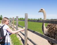 Как разводят страусов в Псковской области. Видео