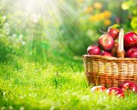Минсельхоз ожидает увеличения производства овощей, плодов и ягод в 2019 году