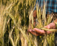 Минсельхоз повысил прогноз по экспорту зерна в текущем сельхозгоду до 42 млн тонн